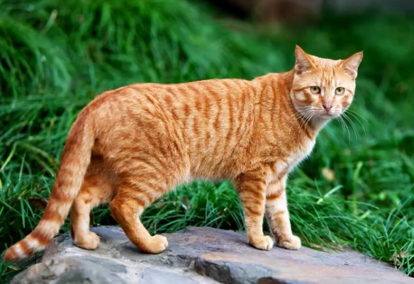 貓血糖不穩定 貓血糖不穩定