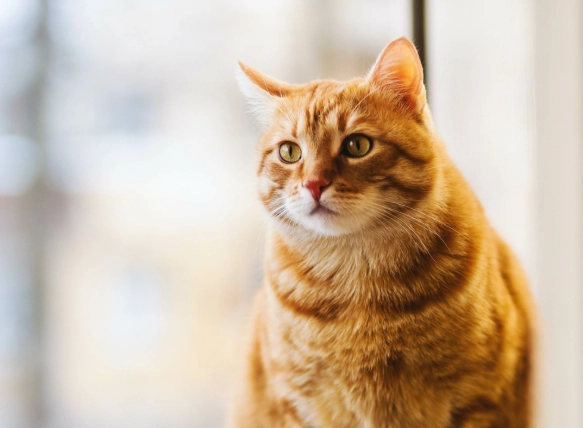 老貓糖尿病治療 老貓糖尿病治療