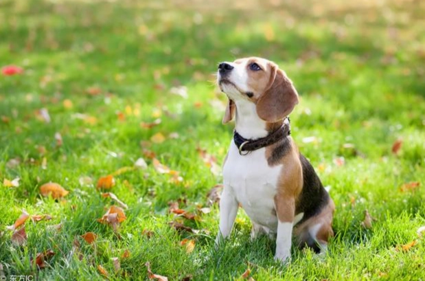 狗狗胃脹氣預防