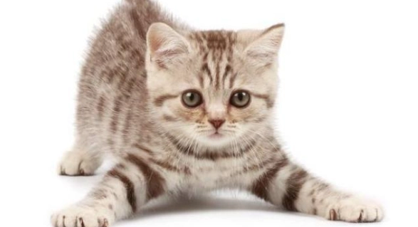 貓糖尿病症狀 貓糖尿病症狀