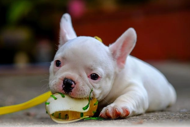 車厘茄對狗有害嗎