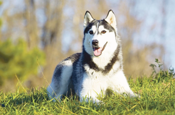 狗狗後腿發抖治療