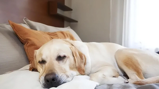 老年犬行為問題 老年犬行為問題