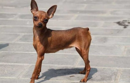 木耳對狗的好處