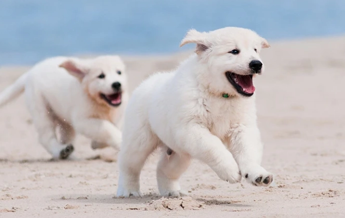 分離焦慮症治療 分離焦慮症治療