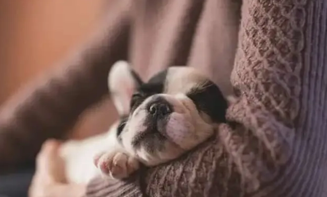 老年犬行為問題 老年犬行為問題