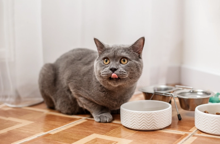 貓咪花生醬安全