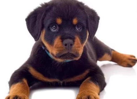 大型犬鈣質補充