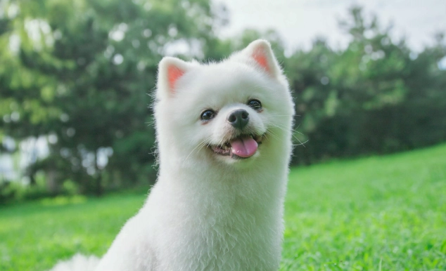 狗狗飲食紅蘿蔔