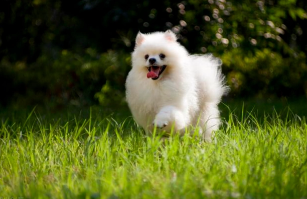 狗狗胃脹氣預防