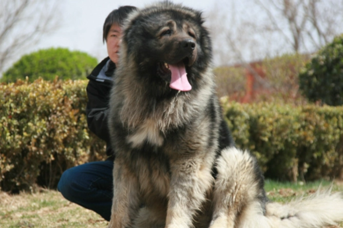 狗狗吃蛋白安全嗎