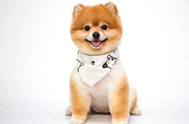 狗狗吃紅蘿蔔好處