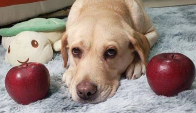 狗狗吃核桃安全嗎