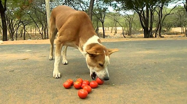 番茄醬對狗的影響 番茄醬對狗的影響