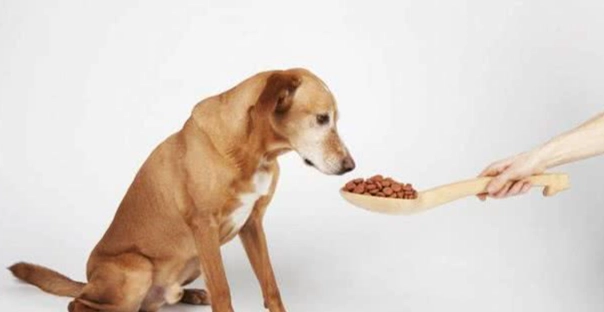 狗狗糖尿病症狀