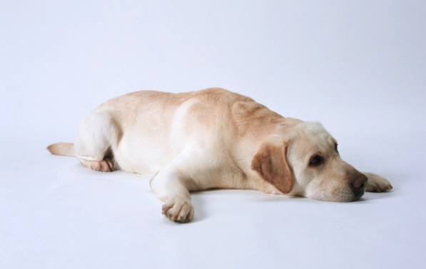 紅蘿蔔狗狗安全食用