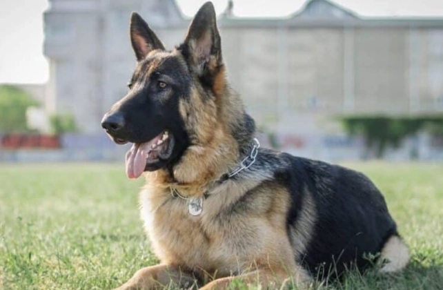 德國狼犬飼養 德國狼犬飼養