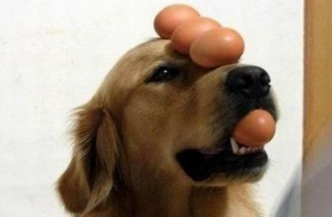 熟蛋白對狗的影響