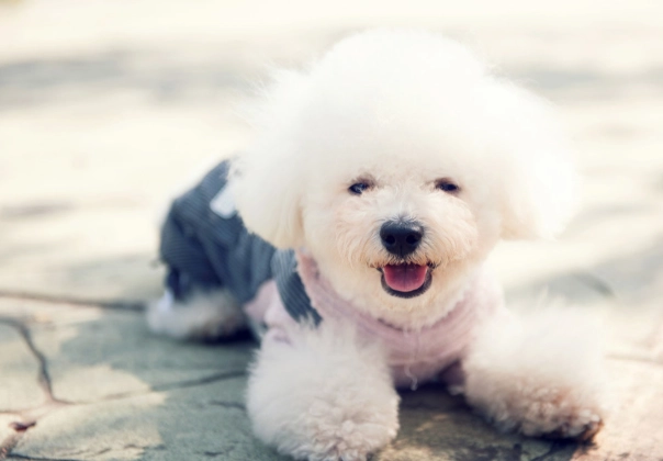 狗狗消化問題處理