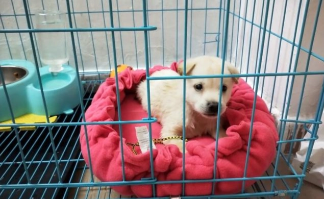 狗狗夜間不安 狗狗夜間不安