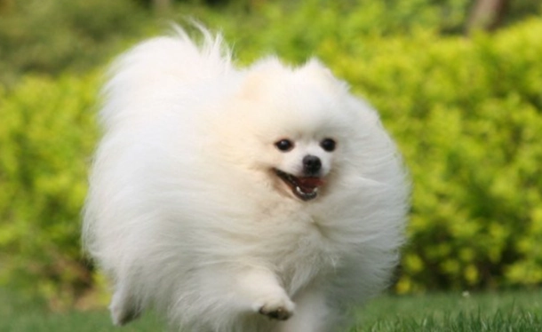 狗庫欣氏症護理