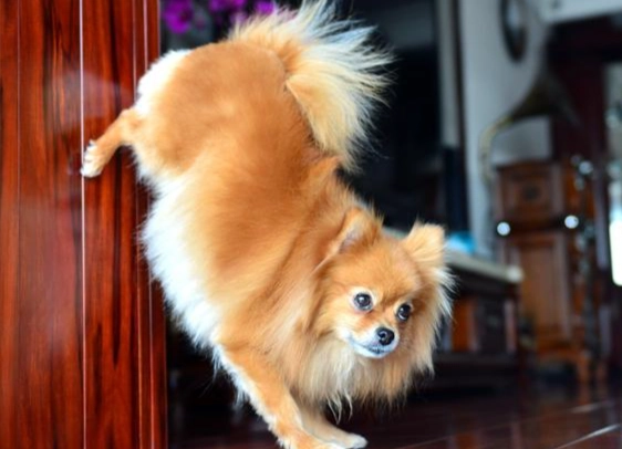 狗狗缺鈣治療 狗狗缺鈣治療