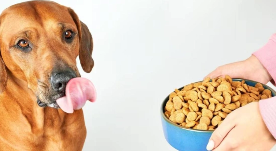 榛果對狗有害嗎