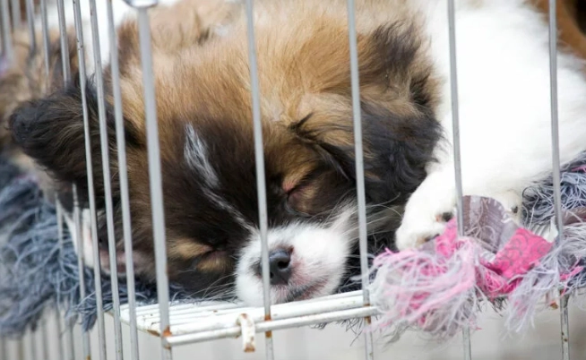 狗狗夜間不安 狗狗夜間不安