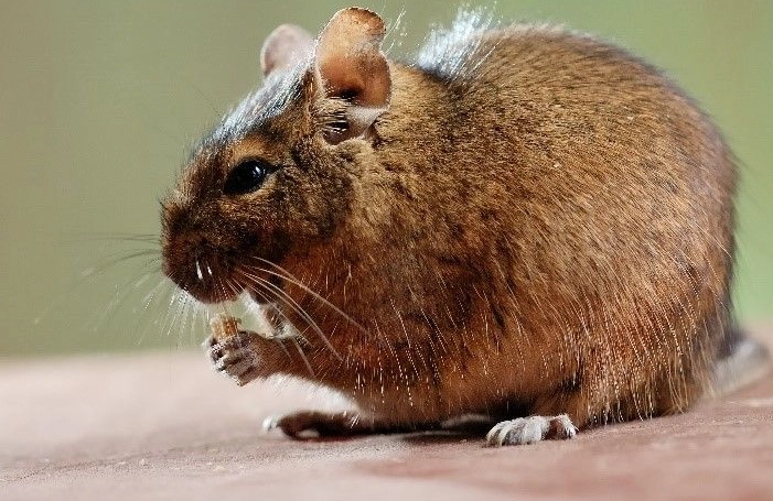 天竺鼠與兔子共同飼養