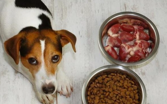 狗狗糖尿病飲食