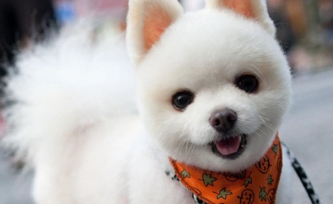 狗狗庫欣氏症治療