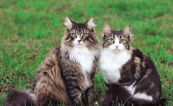 貓糖尿病早期症狀