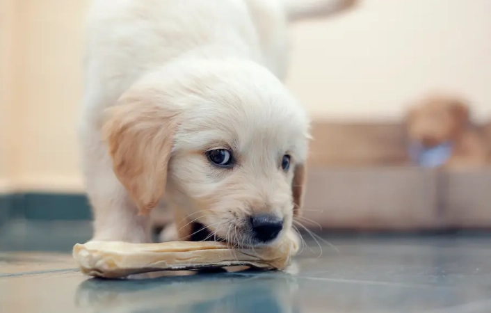 寵物泌尿系統疾病