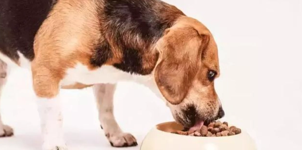 狗狗糖尿病飲食