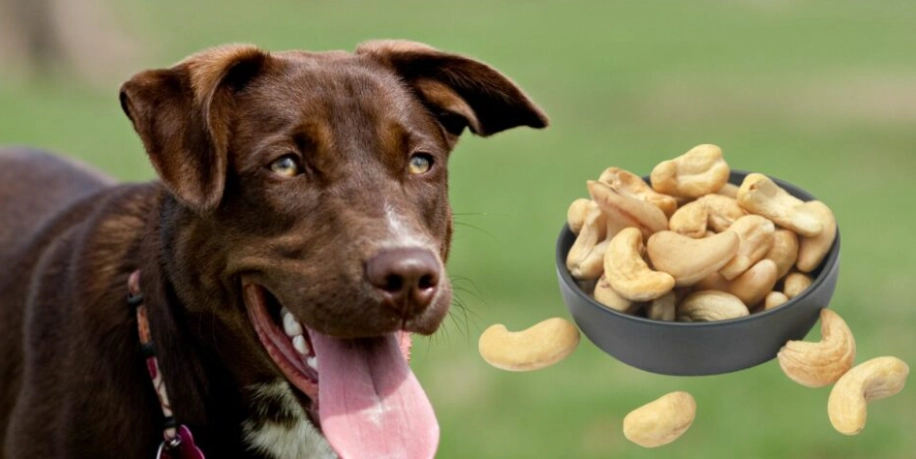 榛果對狗有害嗎