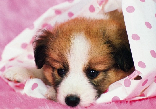 庫欣氏症用藥副作用