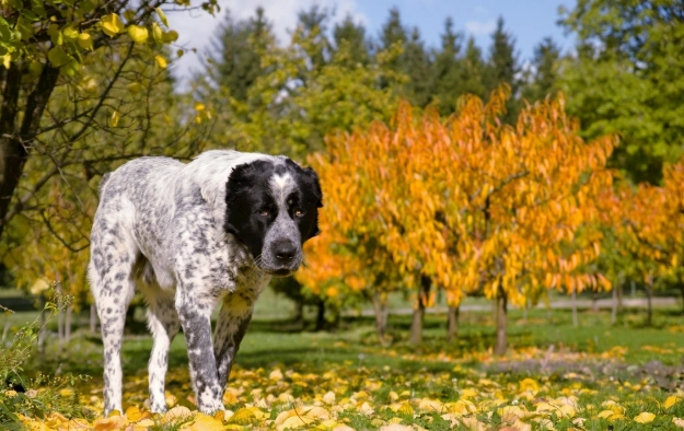 狗狗飲食紅蘿蔔