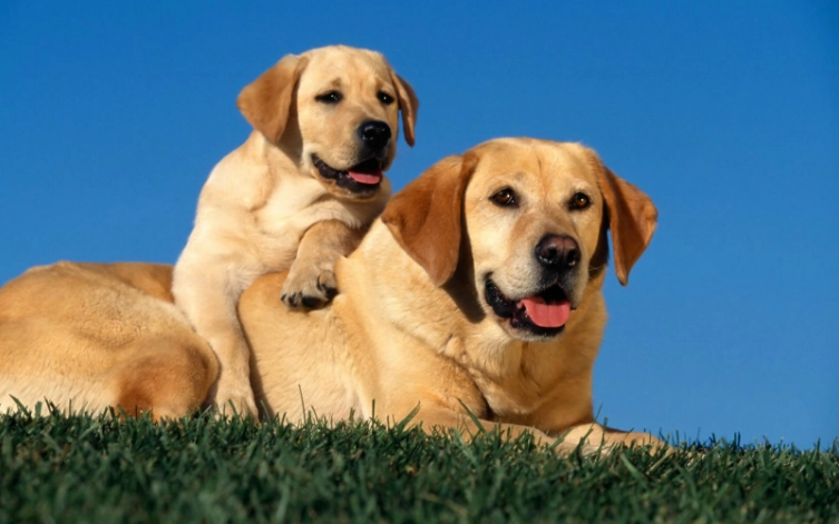 狗狗黑色素瘤治療