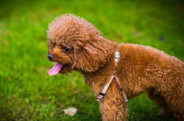 狗狗胃脹氣預防