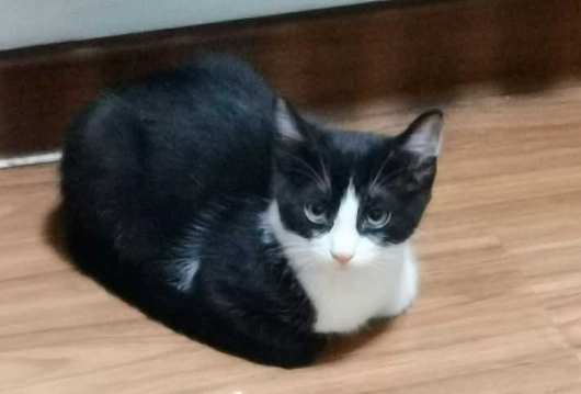 馬鈴薯對貓的影響 馬鈴薯對貓的影響