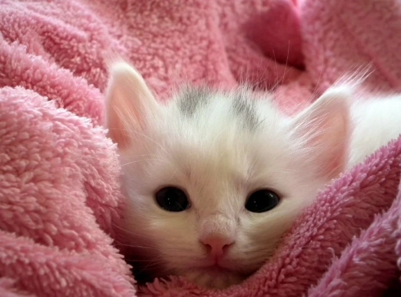 老貓糖尿病治療 老貓糖尿病治療