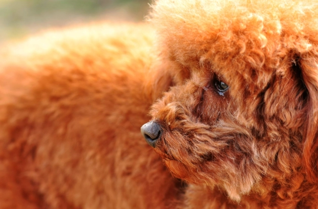 狗狗拉肚子原因