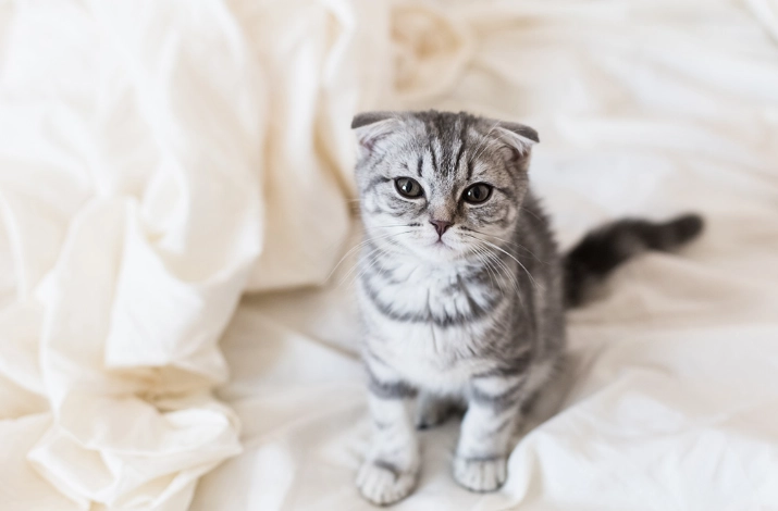 胡蘿蔔營養貓咪