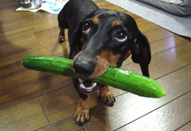 節瓜對狗安全嗎