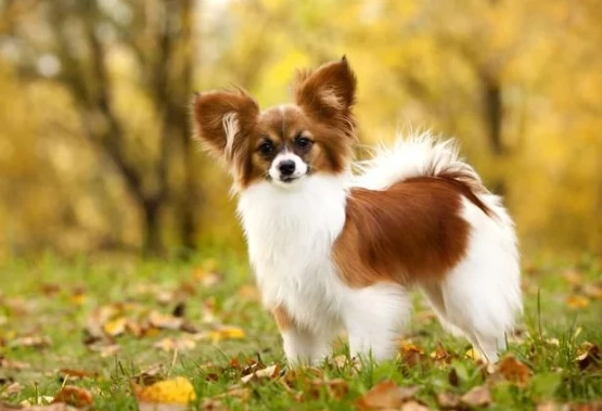 蔓越莓對狗狗的影響