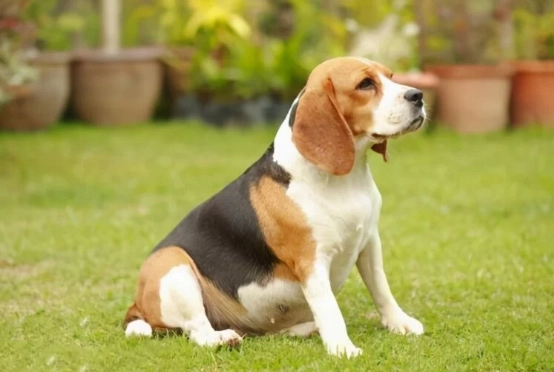 寵物蘑菇中毒 寵物蘑菇中毒