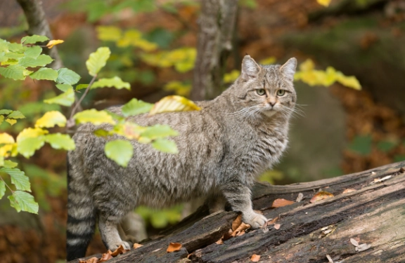 貓腎病飲食鈣磷比