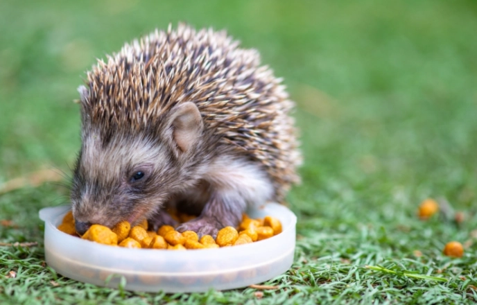 寵物刺猬照顧 寵物刺猬照顧