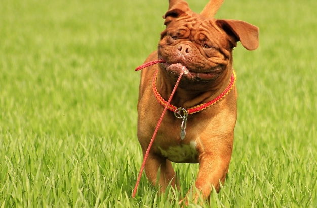 紅蘿蔔過敏症狀