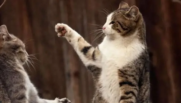 貓腎病飲食鈣磷比